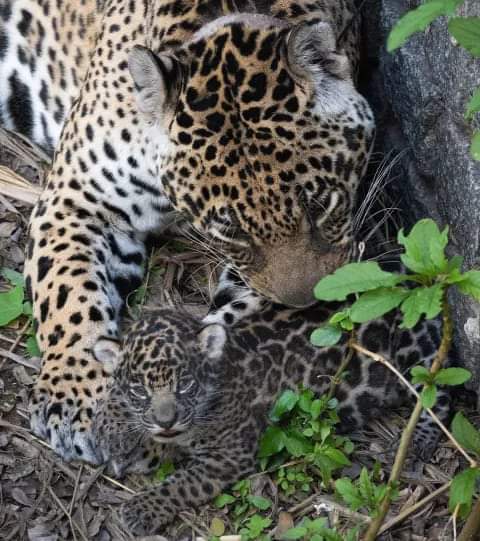 GRAN NOTICIA PARA LA CONSERVACIÓN DE LA ESPECIE: TANIA DIÓ A LUZ A OTRO YAGUARETÉ 