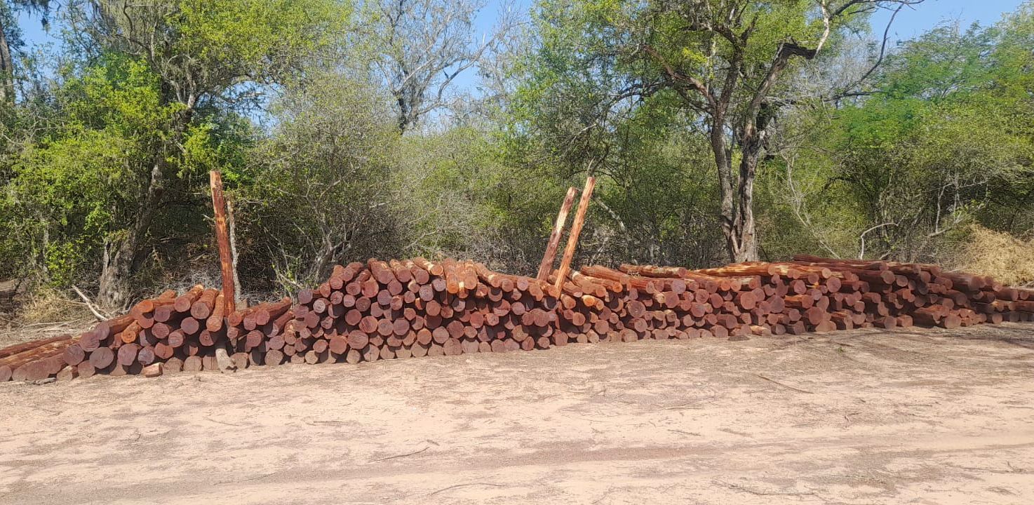 ILEGALMENTE CORTADOS: MILLONARIO RECUPERO DE POSTES, POR PARTE DE LA DIRECCIÓN DE BOSQUES.