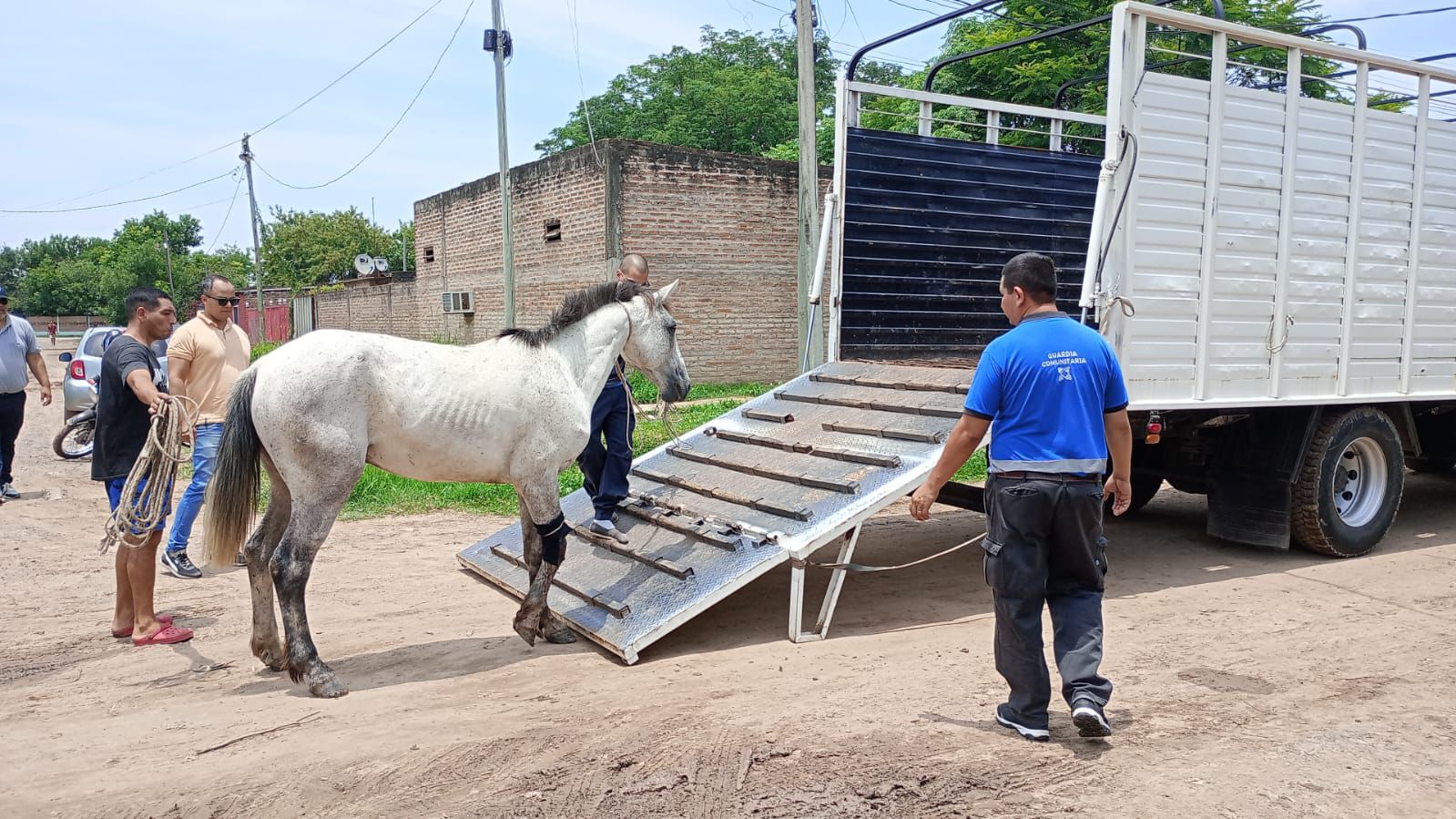 TRACCIÓN A SANGRE CERO: UN EQUINO PARTICIPÓ DE UN SINIESTRO VIAL Y SU DUEÑO FUE RÁPIDAMENTE DETENIDO.