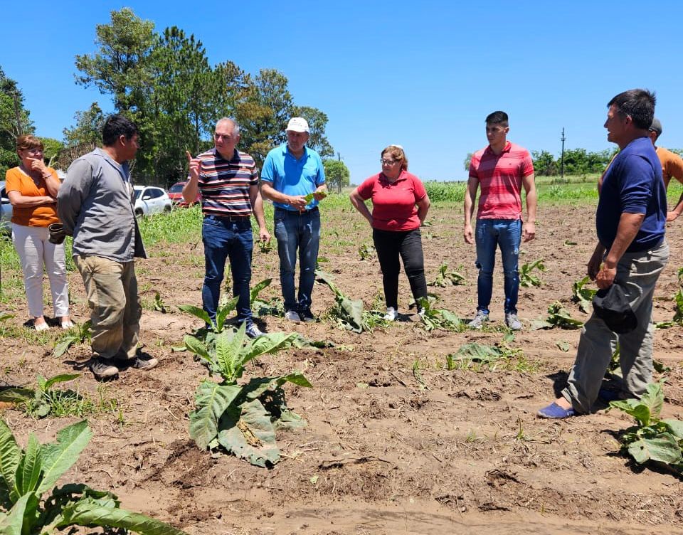 GRAL. SAN MARTÍN: PRODUCCIÓN EVALÚA DAÑOS POR GRANIZO EN CULTIVOS E INFRAESTRUCTURA.